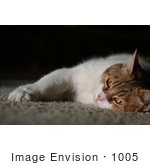 #1005 Picture Of A Tired Cat