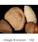 #102 Picture Of A Brazil Nut Walnut Almond And A Hazelnut
