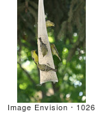 #1026 Photography Of Golden Finches Eating Seed From A Bird Feeder