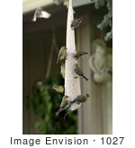 #1027 Photography Of Golden Finches Eating From A Bird Feeder