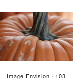 #103 Stock Photo Of A Pumpkin And Stem