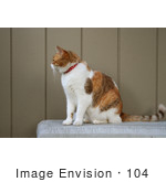 #104 Stock Image Of A Calico Cat On A Garden Bench