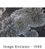 #1049 Photography Of Silver Lichen