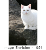 #1054 Picture Of A White Cat Sitting On A Cliff