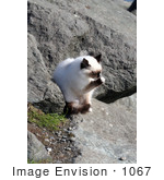 #1067 Picture Of A Homeless Cat Cleaning Itself