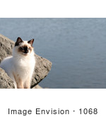 #1068 Picture Of A Rouge River Cat