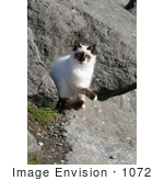 #1072 Photography Of A Feral Ocean Cat