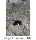 #1073 Picture Of A Homeless Black & White Cat Hiding Behind A Rock