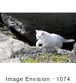 #1074 Picture Of A White Cat Walking Out Of A Cave