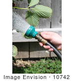 #10742 Picture Of A Person Watering A Strawberry Plant