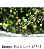 #10743 Picture Of A Cotoneaster Plant