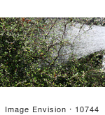 #10744 Picture Of Watering A Cotoneaster