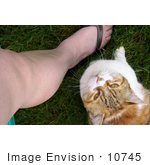 #10745 Picture Of A Cat By Its Owner’S Leg Looking Up