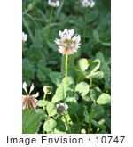 #10747 Picture Of A Clover Flower