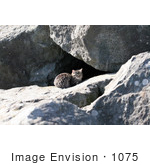 #1075 Picture Of A Stray Brown Tabby Cat Sitting In Front Of A Cave