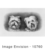 #10760 Picture Of Two Terrier Dogs