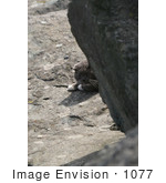 #1077 Picture Of A Gray Cat Laying Behind A Big Rock
