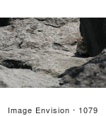 #1079 Picture Of A Tabby Cat Peeking Out From Behind A Rock