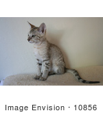#10856 F4 Savannah Kitten Sitting On A Heating Pad
