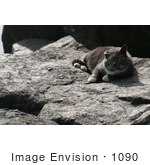 #1090 Picture Of An Old Stray Cat Laying On A Boulder