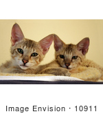 #10911 Picture Of 14 Week Old Savannah Kittens