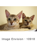 #10918 Picture Of 14 Week Old Savannah Kittens
