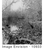 #10933 Picture of an Alligator and Bird in a Swamp by JVPD