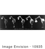 #10935 Picture Of Evolution Of A Snake Into A Stork
