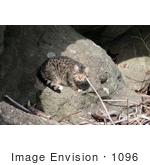 #1096 Picture Of A Scared Stray Tabby Cat