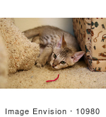 #10980 Picture Of A Savannah Kitten