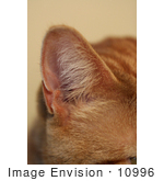 #10996 Picture Of A Cat Ear
