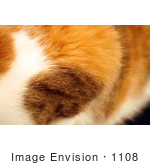 #1108 Image Of A Calico Cat