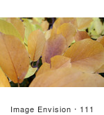 #111 Stock Image Of Autumn Leaves