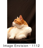 #1112 Image Of Calico Cat