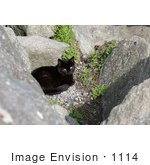 #1114 Picture Of A Black Cat Laying On Gravel