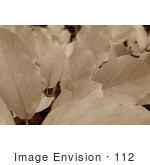 #112 Sepia Toned Stock Image Of Leaves On A Tree