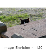 #1120 Picture Of A Black & White Cat Peeking At Me From Behind A Cat House