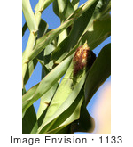 #1133 Picture Of A Corn Plants Showing Ear