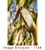 #1134 Picture Of An Ear Of Corn Surrounded By Stalks