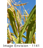 #1141 Picture Of Corn Plant Leaves