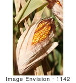 #1142 Picture Of An Ear Of Corn