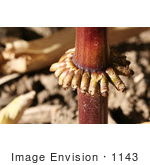 #1143 Picture The Bottom Of A Corn Stalk