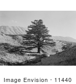 #11440 Picture Of A Cedar Tree