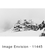 #11445 Picture Of Cedar Trees In Snow