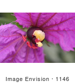 #1146 Picture Of A Purple Flower