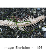 #1156 Picture Of A Backbone On A Beach
