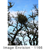 #1166 Photograph Of Mistletoe In An Oak Tree