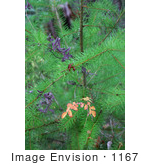 #1167 Photo Of A Baby Pine Tree With Purple California Honeysuckle
