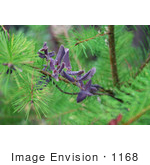 #1168 Photo Of A Baby Pine Tree With Purple California Honeysuckle