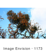 #1173 Photograph Of Mistletoe In An Oak Tree